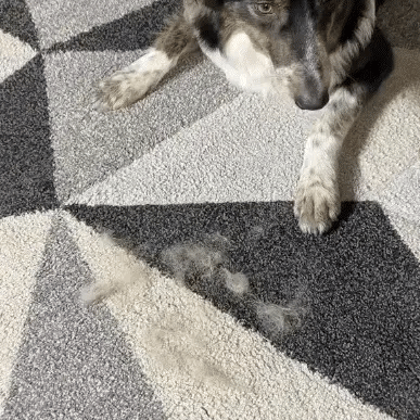 BUY 1 GET 1 FREE FurHero